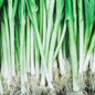 SPRING ONION - bunch